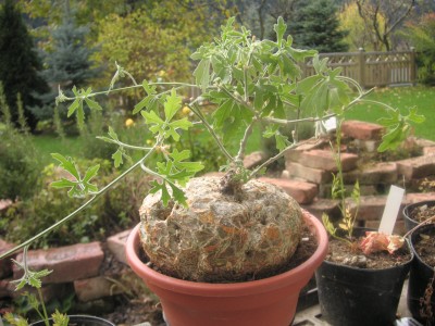 PICT0020.JPG