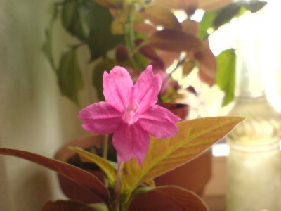 DSC03594.JPG