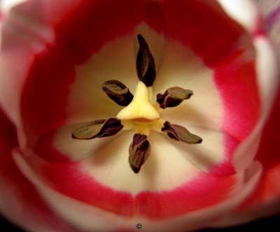 Copyright 029 Kopie.jpg