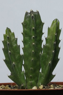 Stapelia am 02.02.2014.jpg