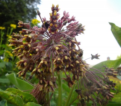 asclepias syriaca.jpg