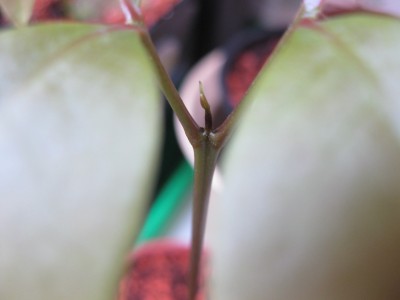 IMG_4697.JPG