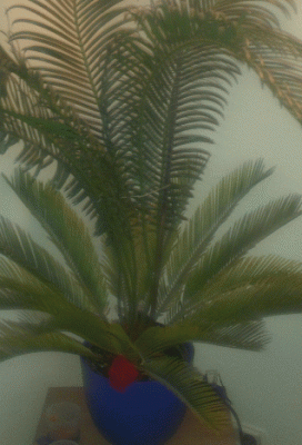 IMAG0285_1.gif