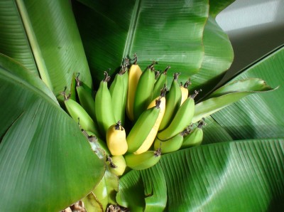 Bananen1.jpg