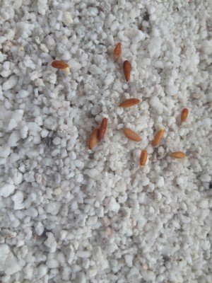 Pachypodium Densiflorum.JPG