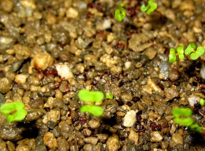 Anzucht1 211 Regenbogen-Eucalyptus.jpg