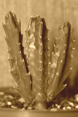 Stapelia am 12.02.2014.jpg