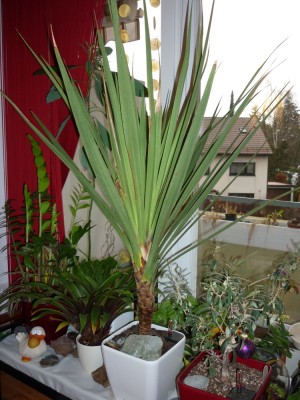CordylineP1040727.jpg
