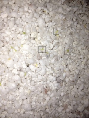 Brighamia Insignis.JPG