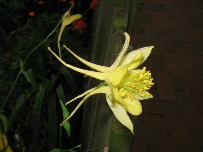 Juni 2013 06 012.JPG
