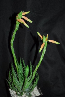 Aloe14 001yy.jpg