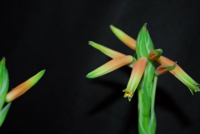 Aloe14 003yy.jpg