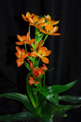 Ornithogalum 001yy.jpg