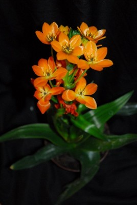 Ornithogalum 002yy.jpg