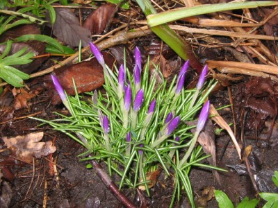 Frühling 2014 002.JPG