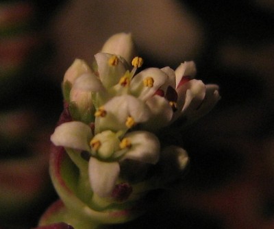 Crassula perforata 03.jpg
