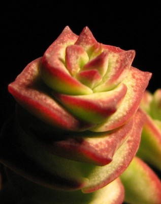 Crassula perforata 02.jpg