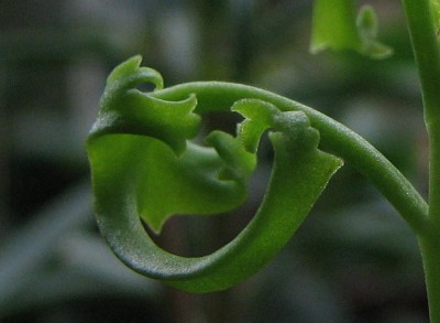 Blatt Kalanchoe ssp..jpg