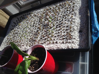Cactus_2014Feb23.JPG