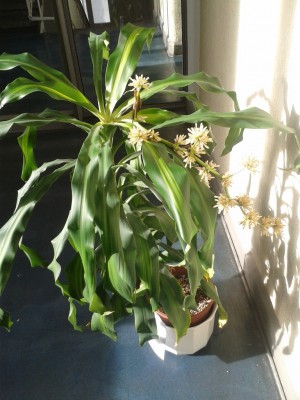 Dracaena fragrans massangeana.jpg