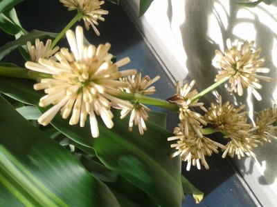 Dracaena fragrans massangeana blüht bald.jpg