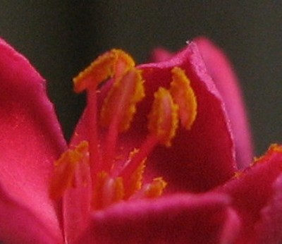 Blüte Jatropha integerrima 2.jpg