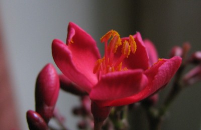 Blüte Jatropha integerrima 1.jpg