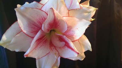 IMAG0699.jpg
