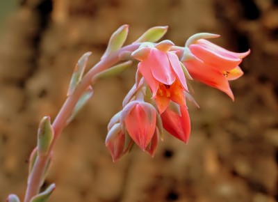 Echeveria fulgens var. obtusifolia 2009-142 (3).jpg