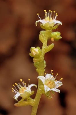 Sedum hemsleyanum 2010-288 (4b).jpg
