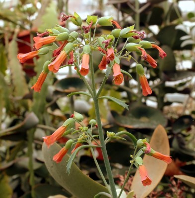 Kalanchoe serrata (1).jpg