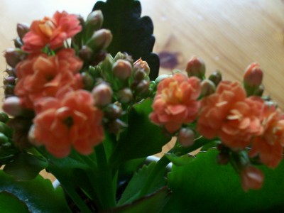 kalanchoe.jpg