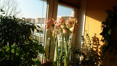 DSC_2281.jpg