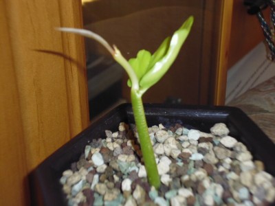 P1000056.JPG