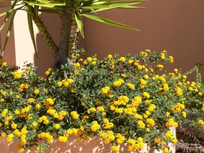 Horsts Pflanzen 026.jpg