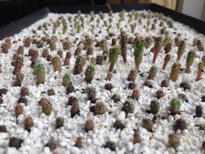 Cactus2_2014March2.JPG