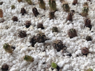 Cactus4_2014March2.JPG