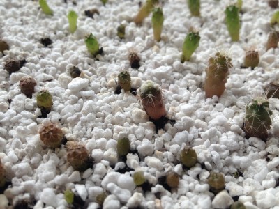 Cactus6_2014March2.JPG