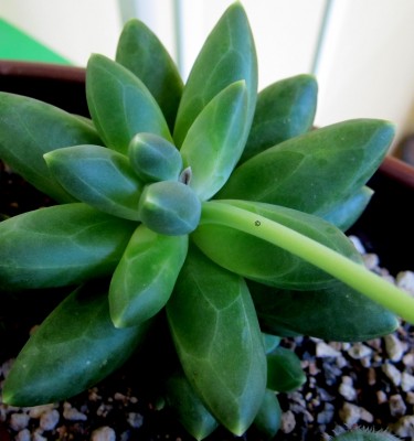 der Blütenstengel ist zu lang,um mit aufs Bild zu passen....jpg