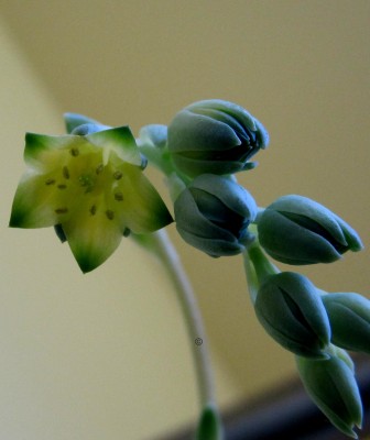 Sukkulenten Blüte 507.jpg