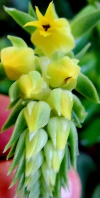 Sukkulenten 5091.jpg