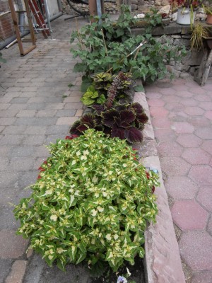 Buntnessel-038.JPG