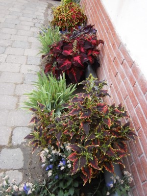 Buntnessel-040.JPG