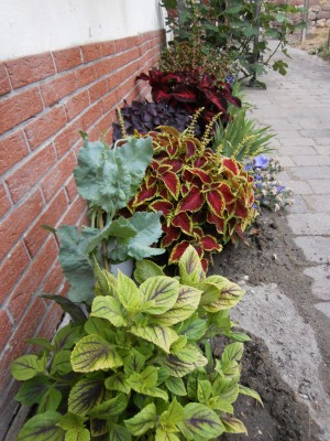 Buntnessel-041.JPG