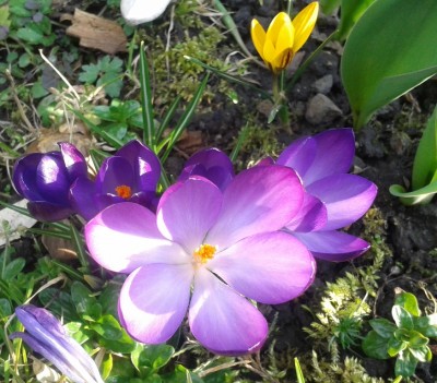 Krokusse 2.jpg