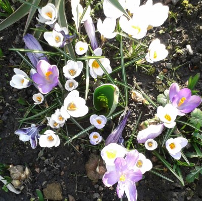 Krokusse.jpg