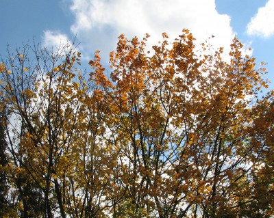 Herbst 2.jpg