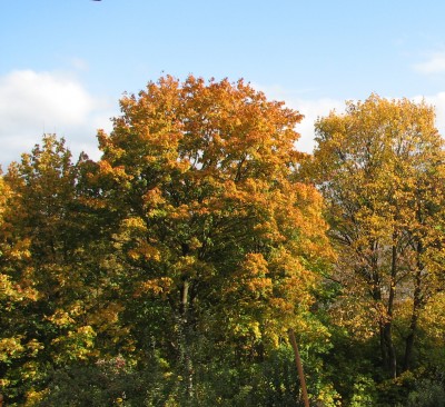 Herbst 01.jpg