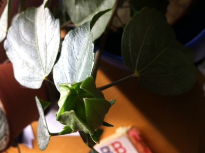 Foto 3(1).JPG