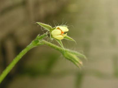 Pelargonium aridum.jpg